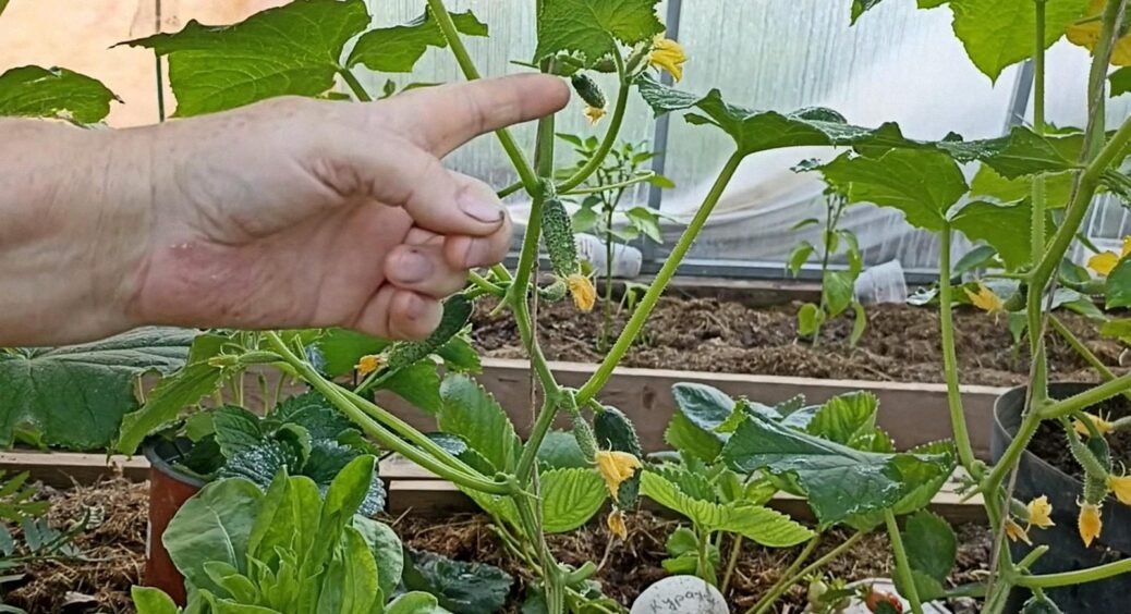 1 склянка цього настою, і огірки будете вивозити тачками: плодоноситимуть на 2 тижні довше 