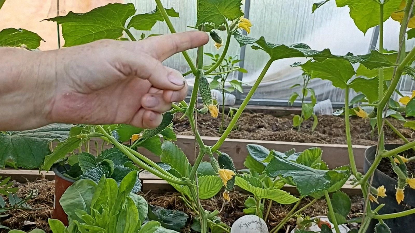 Агрономи розповіли про настій, який продовжує плодоношення огірків