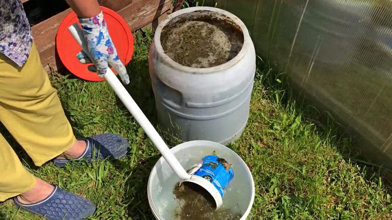 Агрономи розповіли про настій, який продовжує плодоношення огірків