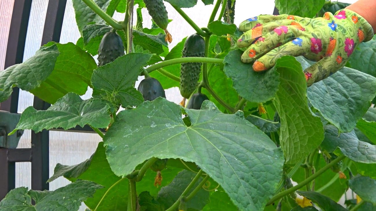 Городники назвали найкращу підгодівлю для щедрого врожаю огірків