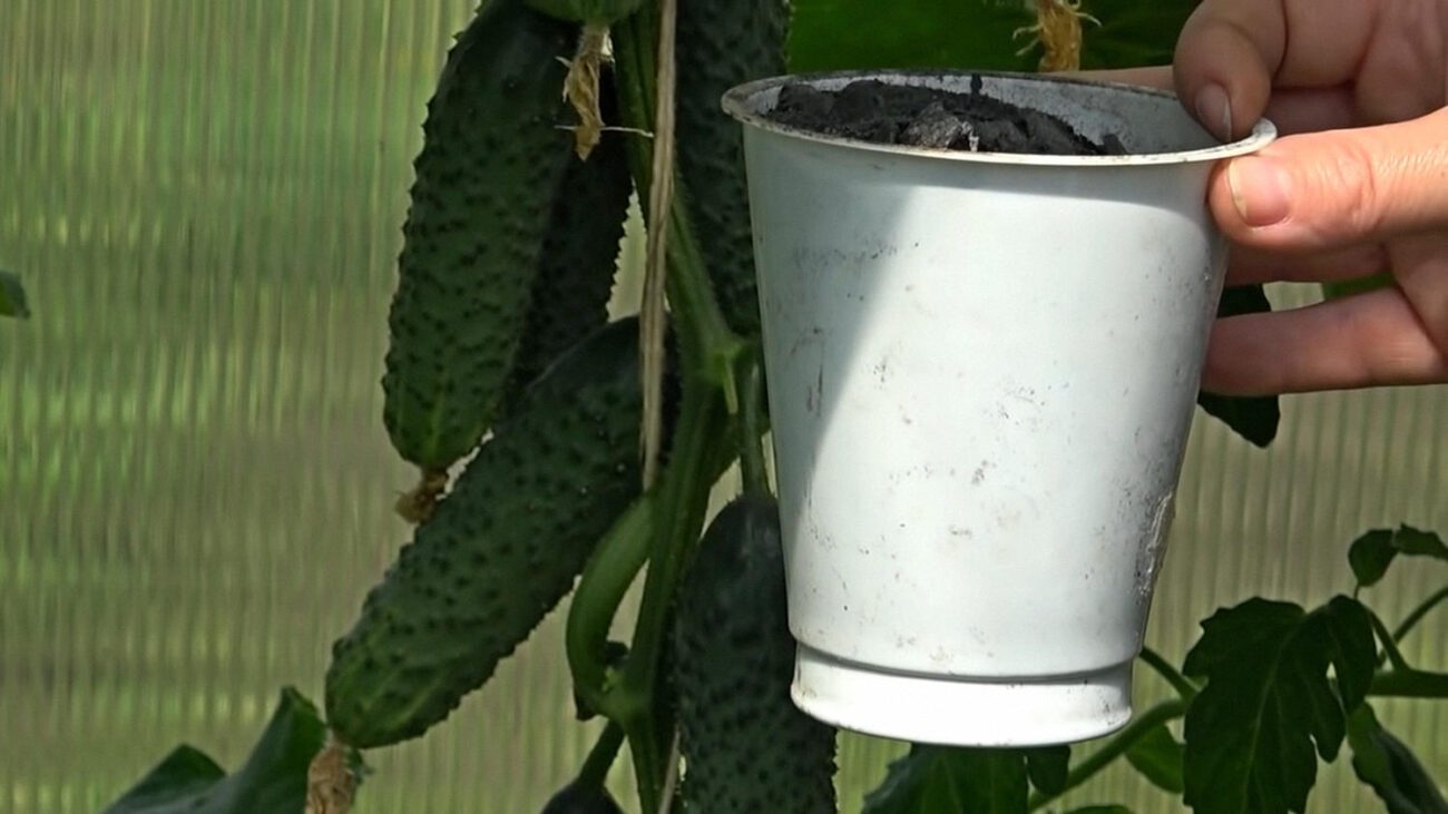 Городники назвали найкращу підгодівлю для щедрого врожаю огірків