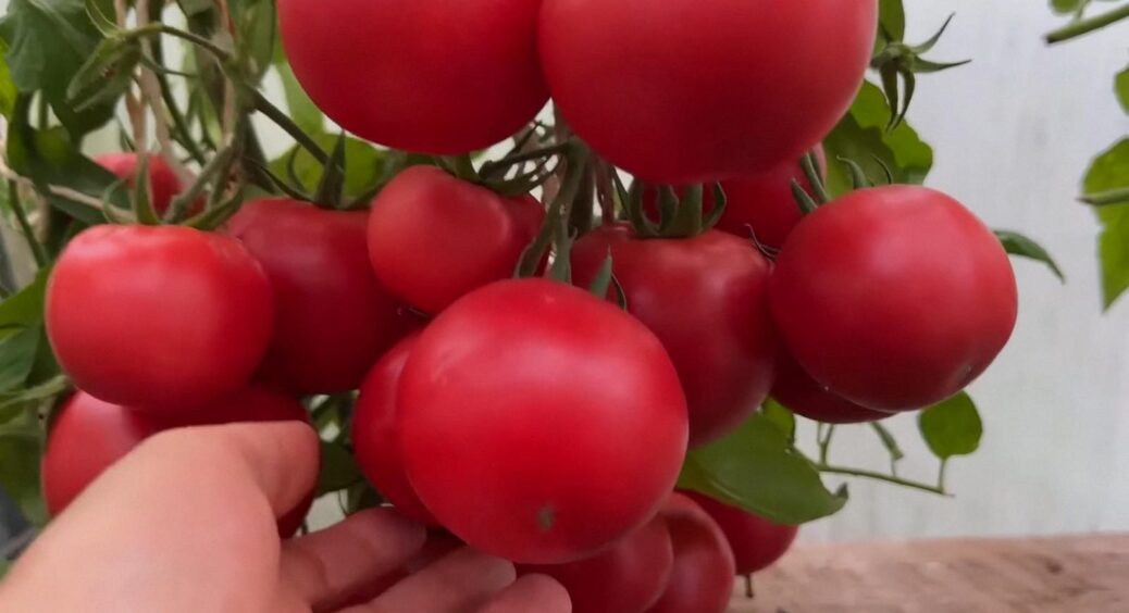 Таких величезних томатів ви ще не вирощували: 1 секрет зберігання насіння сумських дачників 