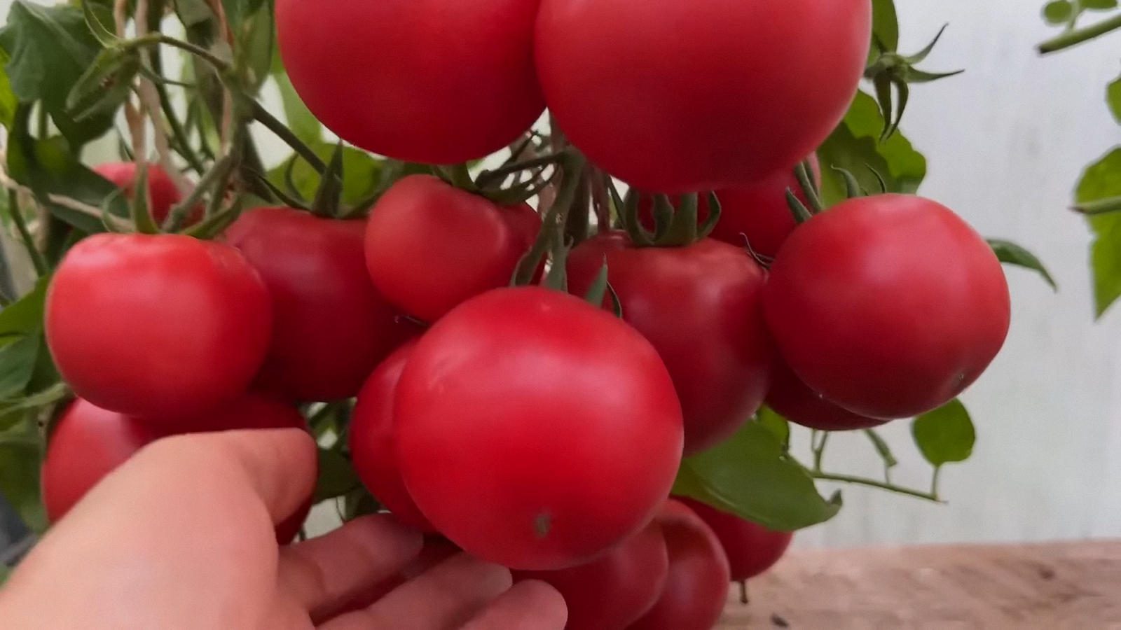 Експерти розповіли, як зберегти помідори свіжими до Нового року