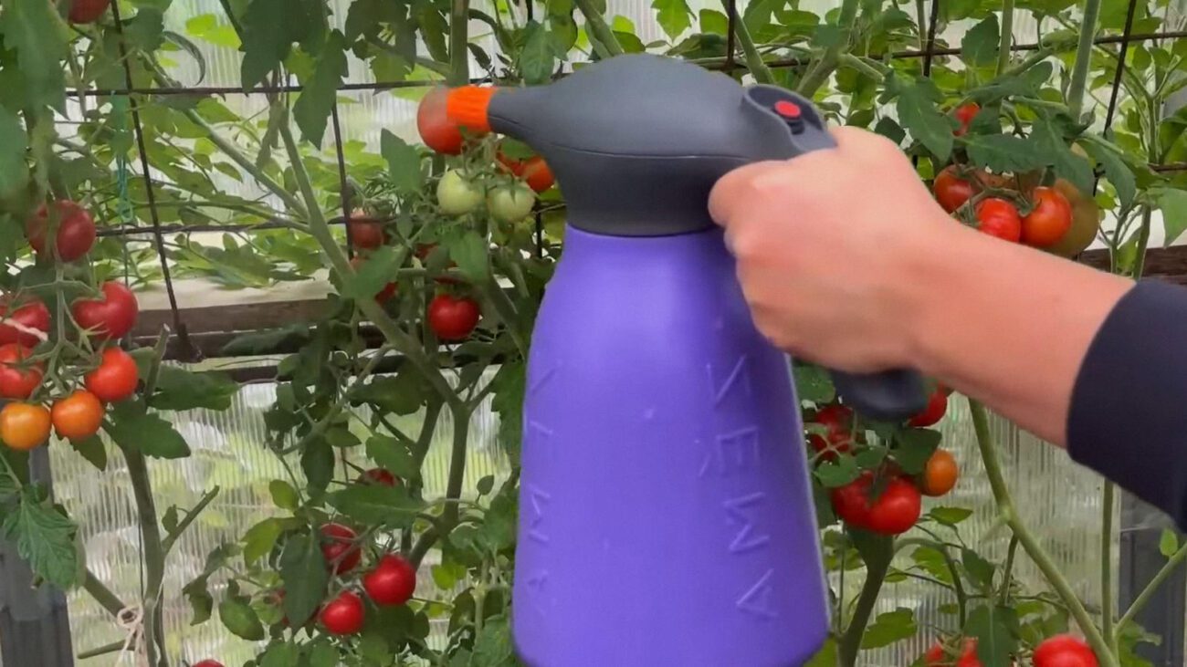 Фермери пояснили, які підживки треба дати у серпні помідорам для гарного врожаю