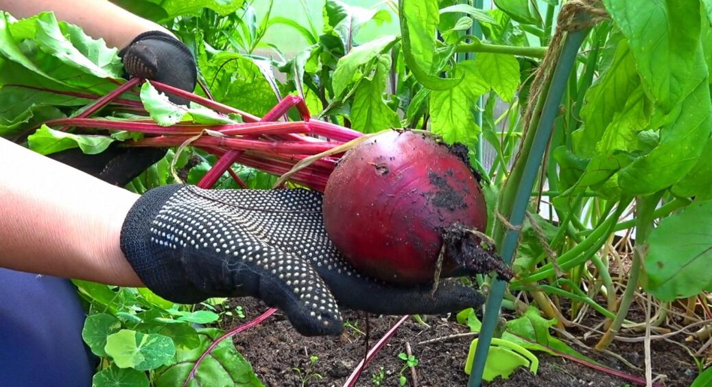 Солоденький, як цукор та мармелад: 10 г цього добрива, і буряк на смак як з дитинства 
