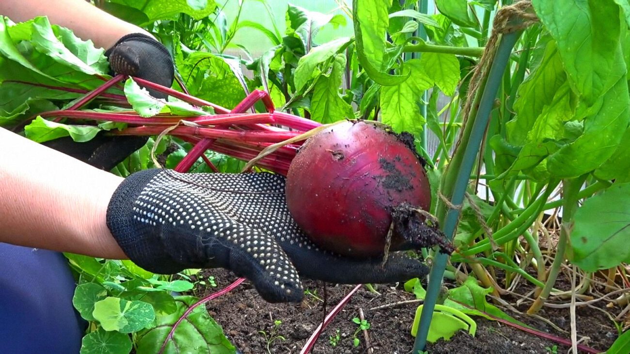 Аграрії розповіли, яке добриво у кілька разів покращує цукристість буряка
