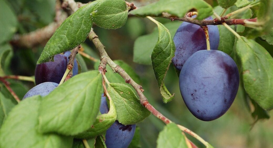 Ну то й що, що червива! Ось як я врятував сливу від шкідників – 1 раз вистачило на весь сезон 