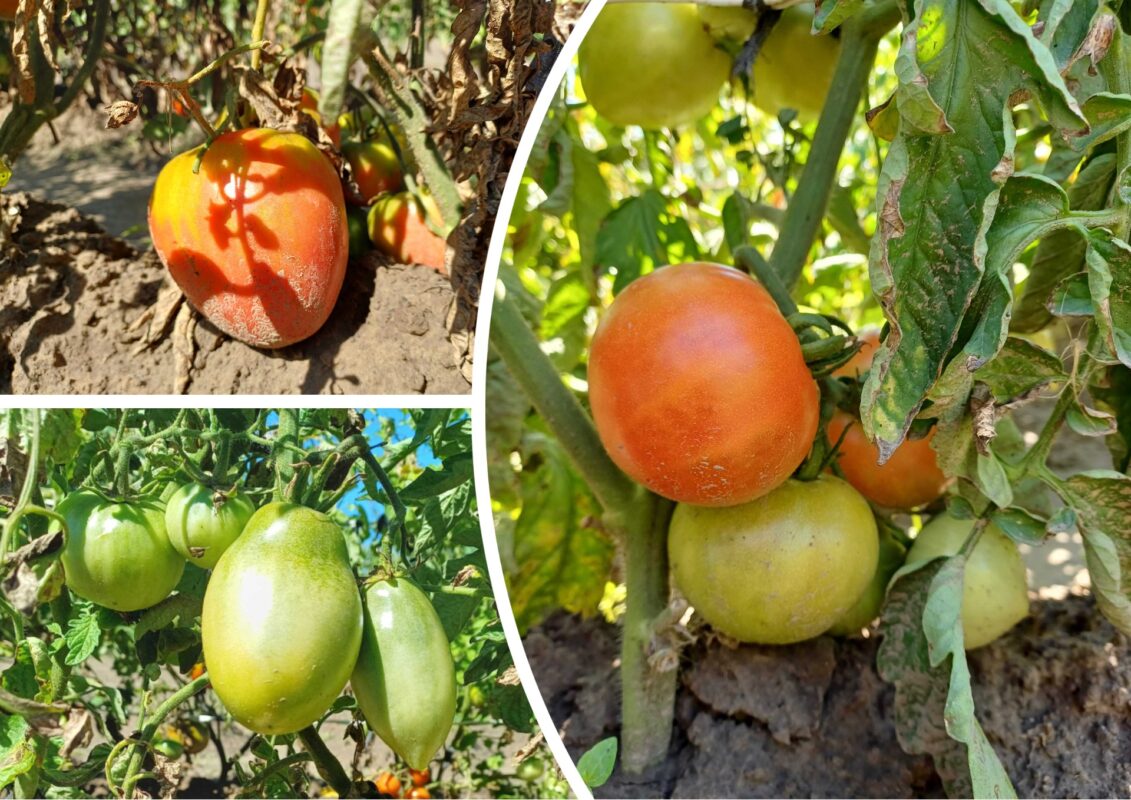 Агроном розповів, як відновити здоров'я томатів після поганої погоди