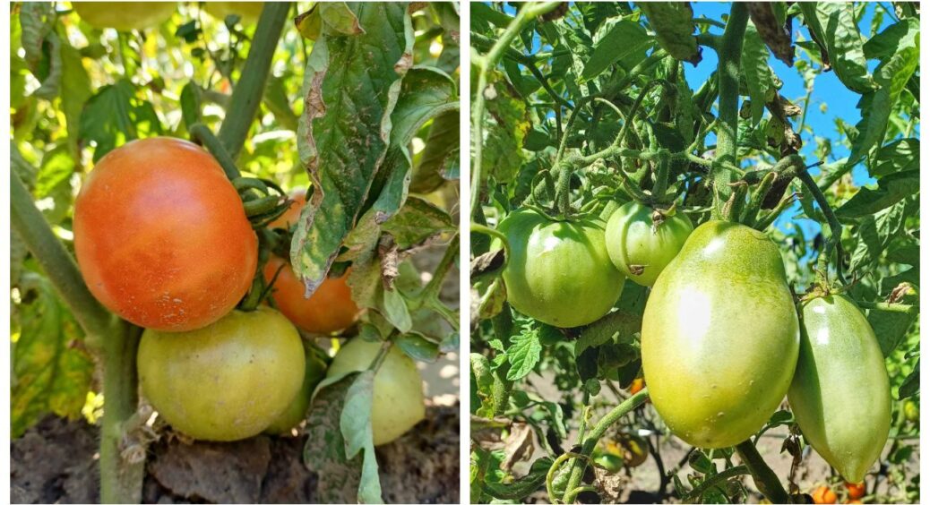 Вистачає 1-го разу: помідори попрощалися з вершинною гниллю – червоніють і не втрачають смак 