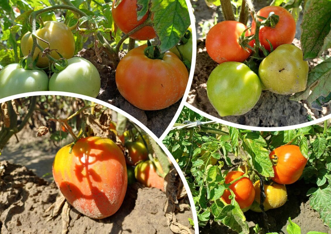 Садівники пояснили, якою підживкою на Полтавщині стимулюють ріст томатів