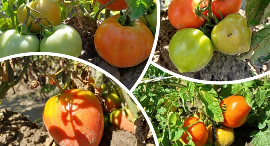 Ось як готують хлібний настій, який на Полтавщині називають “підживкою, що заводить помідори” 