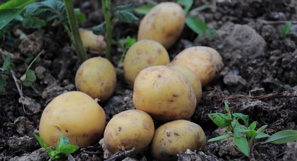 Чи варто копати картоплю, якщо бадилля зовсім сухе? Рубрика: питання-відповідь 