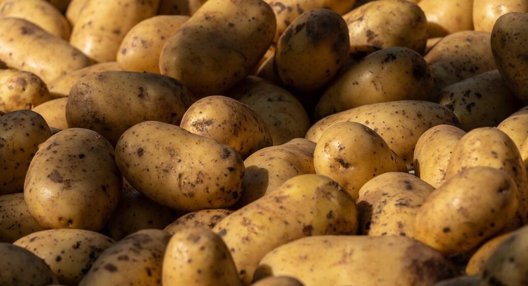 Не гниє, не зеленіє, не проростає: дотримуюсь цих 2 правил, і моя картопля завжди ідеальна 
