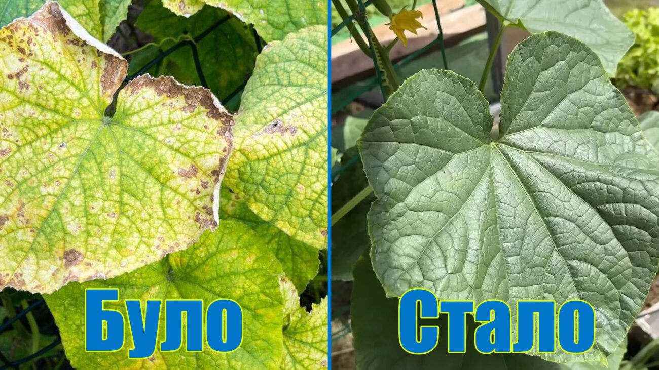 Агрономи пояснили, чим підживити огірки від плямистості на листі
