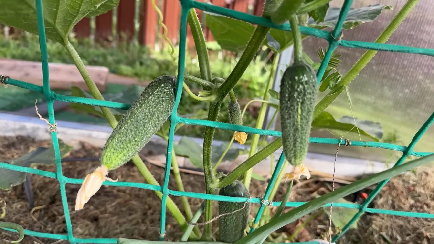 Агрономи пояснили, чим підживити огірки від плямистості на листі