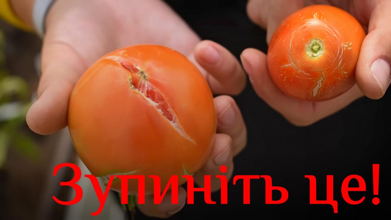 Городники пояснили, як зупинити тріскання томатів після дощів