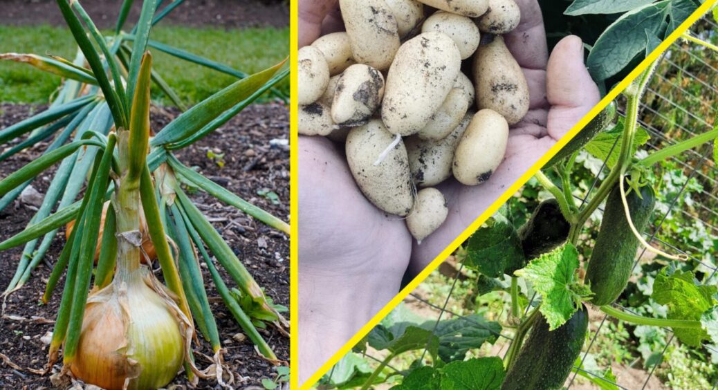 Ці 5 культур після цибулі – і врожаю буде 0: що не можна садити там же – сівозміна наше все 
