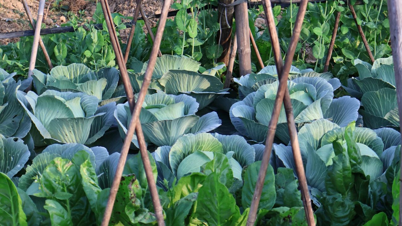 Фермери назвали культури, які не можна саджати після цибулі
