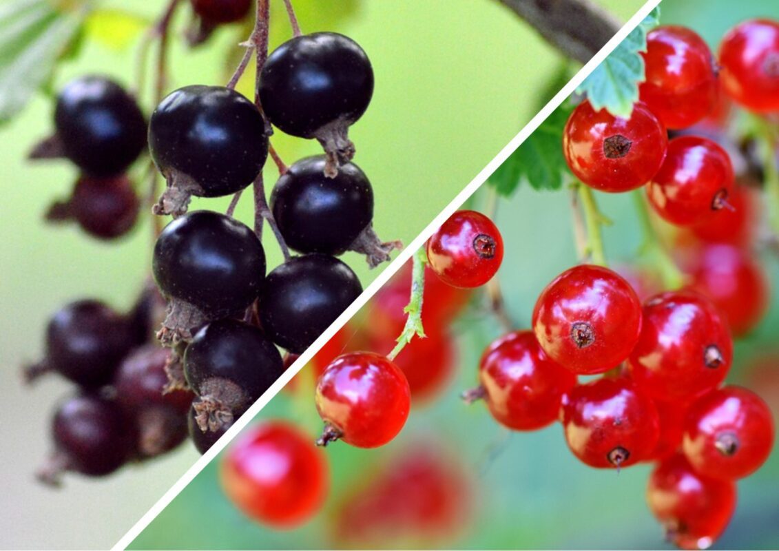 Що потрібно дати смородині восени для збільшення кількості плодових бруньок