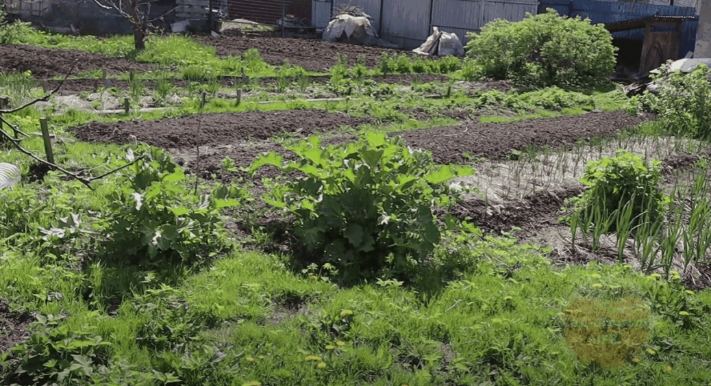 Восени посипаю грядки 1 склянкою такого порошку: за зиму ґрунт сам оздоровлюється 