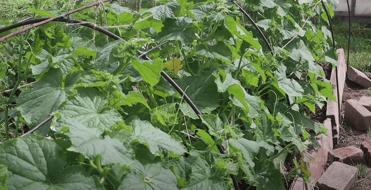 Городники розповіли, яка настоянка збільшить у разі імунітет рослин
