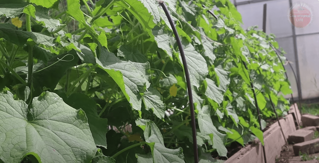 Городники розповіли, що треба насипати на грядки, щоб отримати мега-врожай