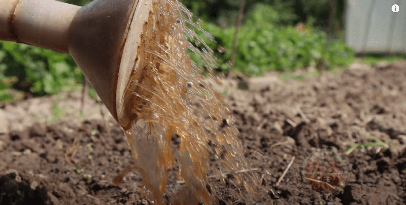 Городники розповіли, що зробити, щоб подвоїти врожай наступного року