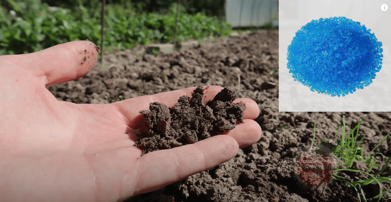 Городники розповіли, що зробити, щоб подвоїти врожай наступного року