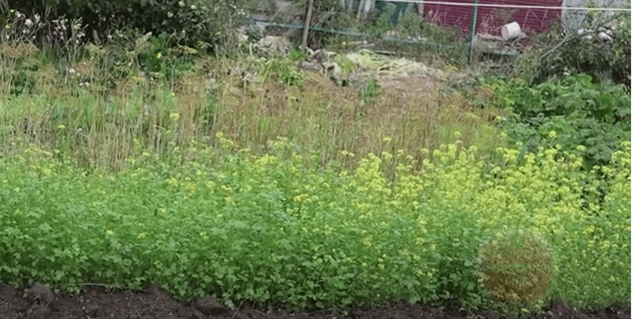 Городники розповіли, чи потрібно перекопувати сидерати восени