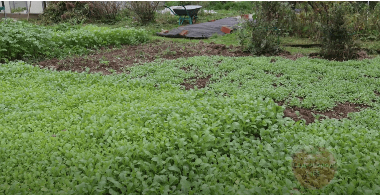 Що потрібно зробити з усіма порожніми грядками восени 2025