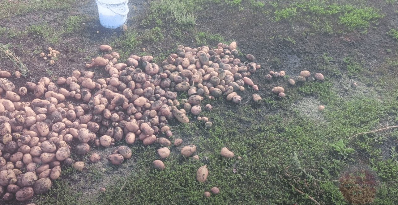 Городники розповіли, що потрібно обов'язково розсипати на грядки восени