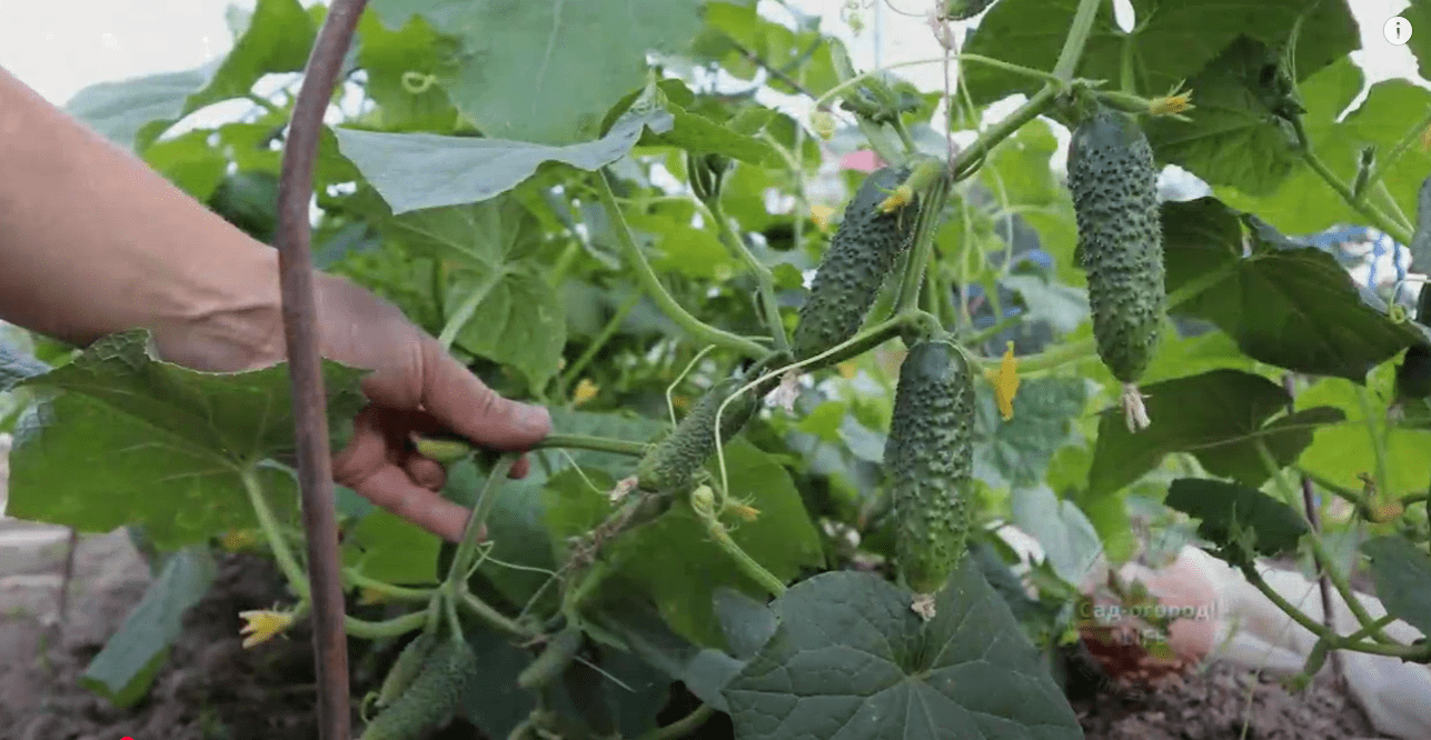 Городники розповіли, чим потрібно поливати та обприскувати огірки у серпні