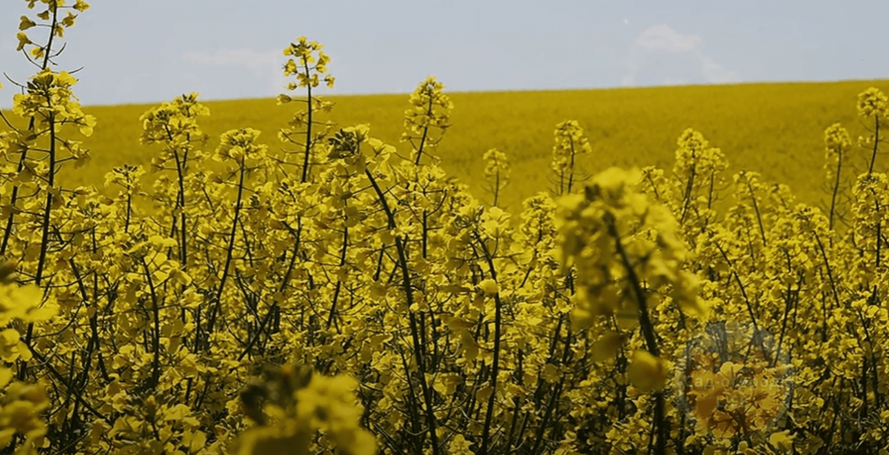 Городники назвали найкращий сидерат 2025 року