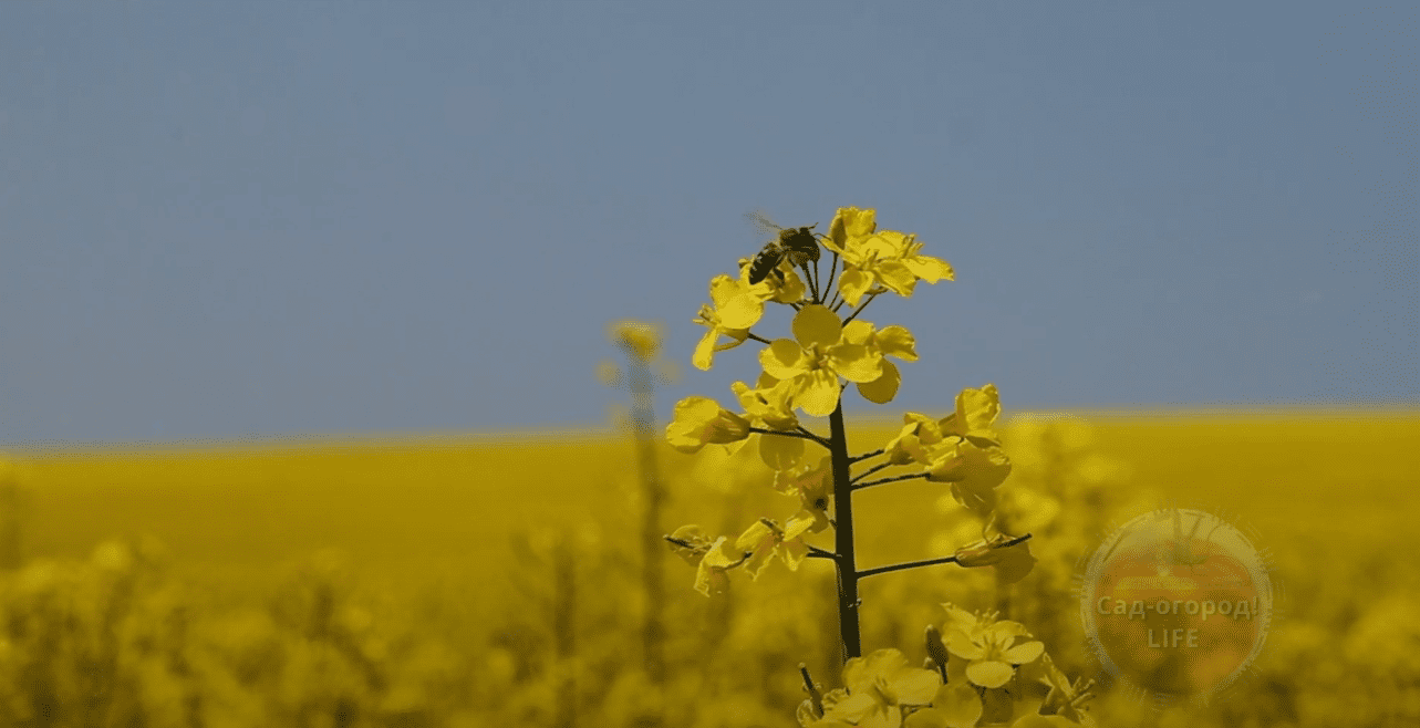 Городники назвали найкращий сидерат 2025 року