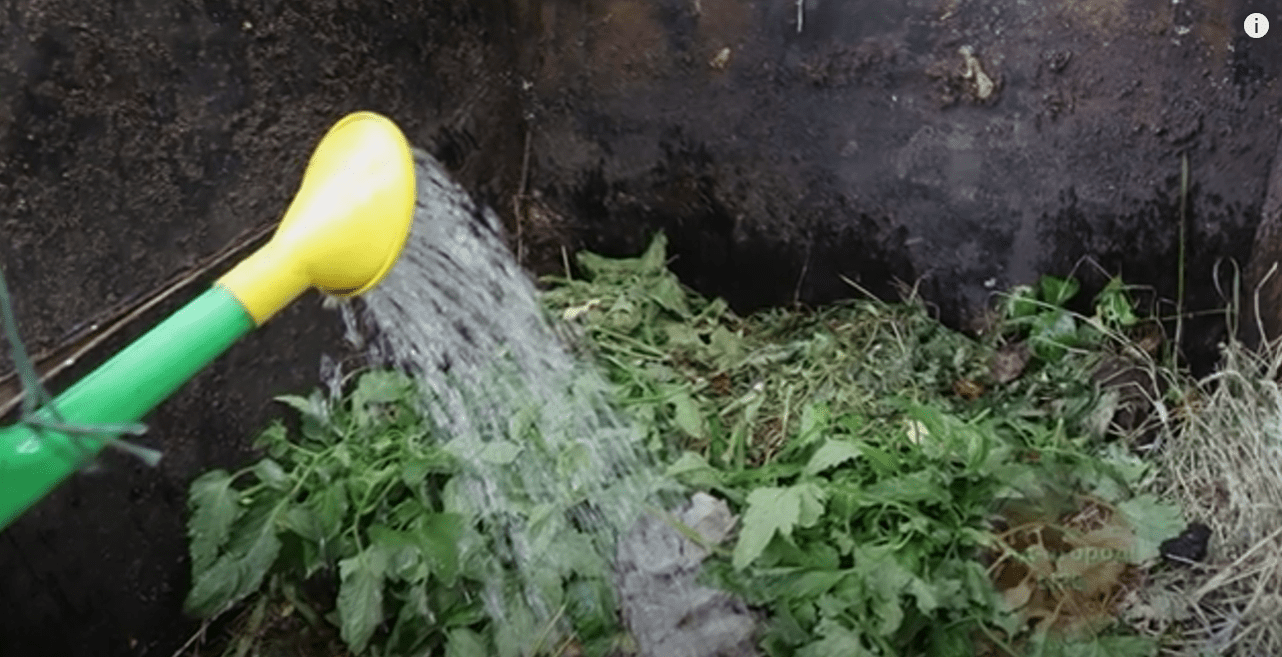 Городники розповіли, що робити, якщо ваші помідори кислять