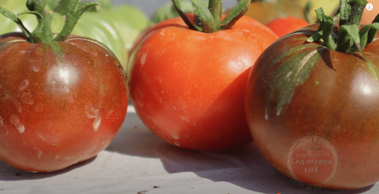 На Закарпатті назвали найкращий сорт томатів у 2025 році