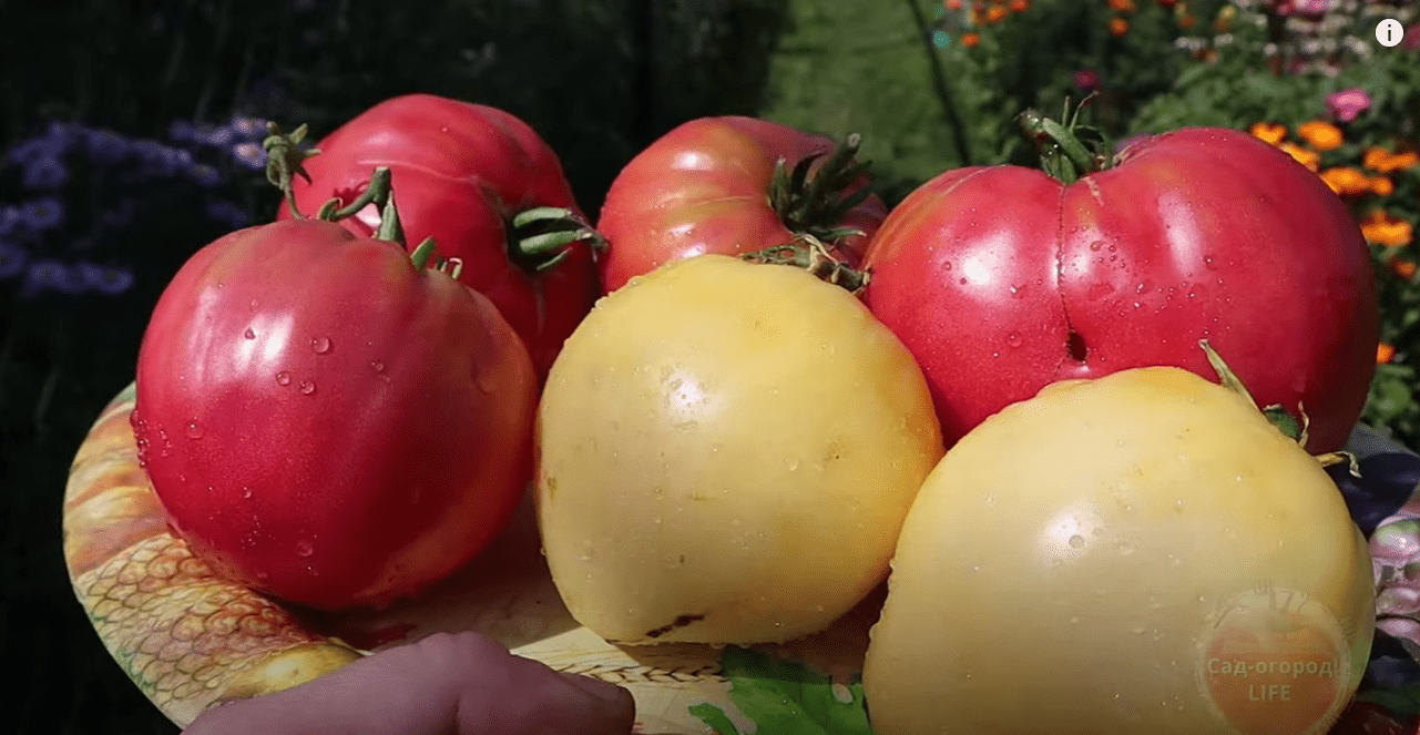 Городники розповіли, що робити, якщо ваші помідори кислять