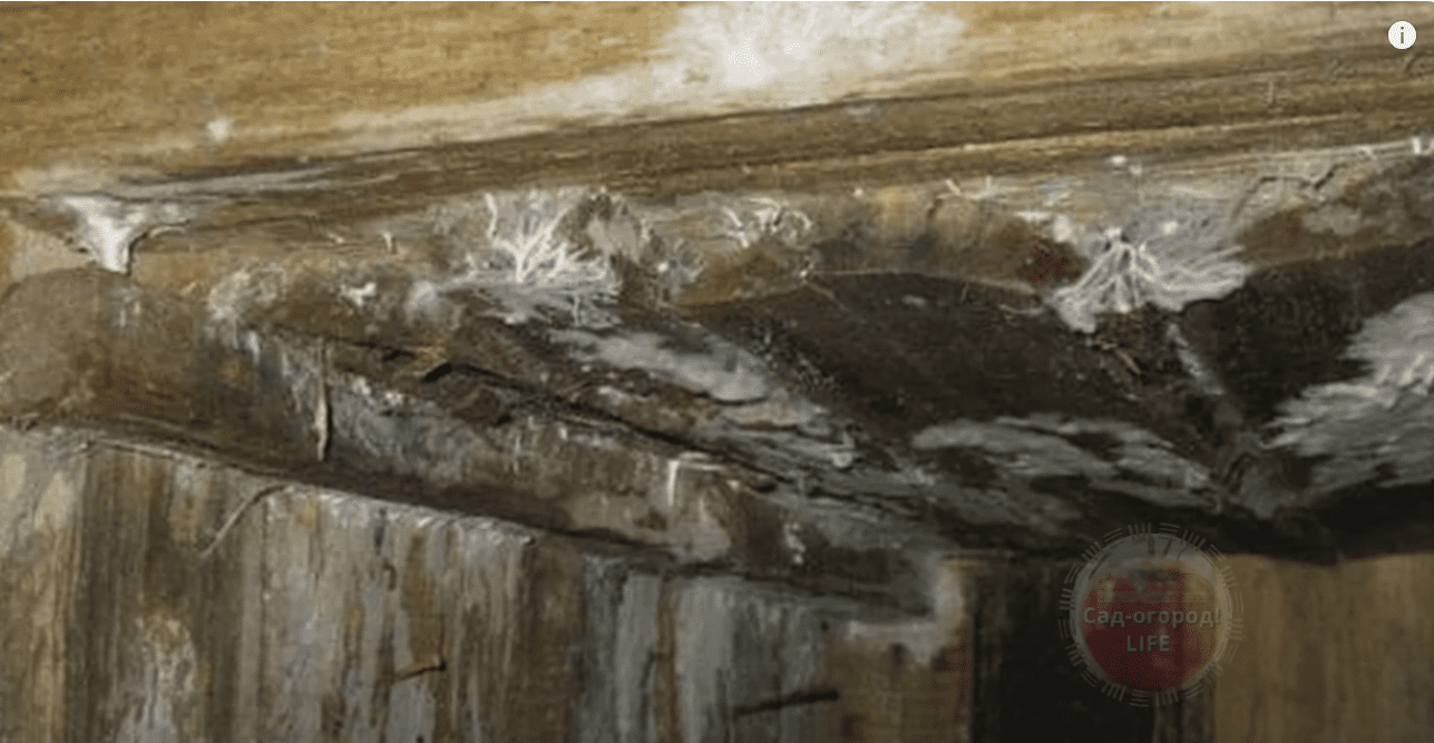 Як швидко позбутися плісняви та грибків у льоху