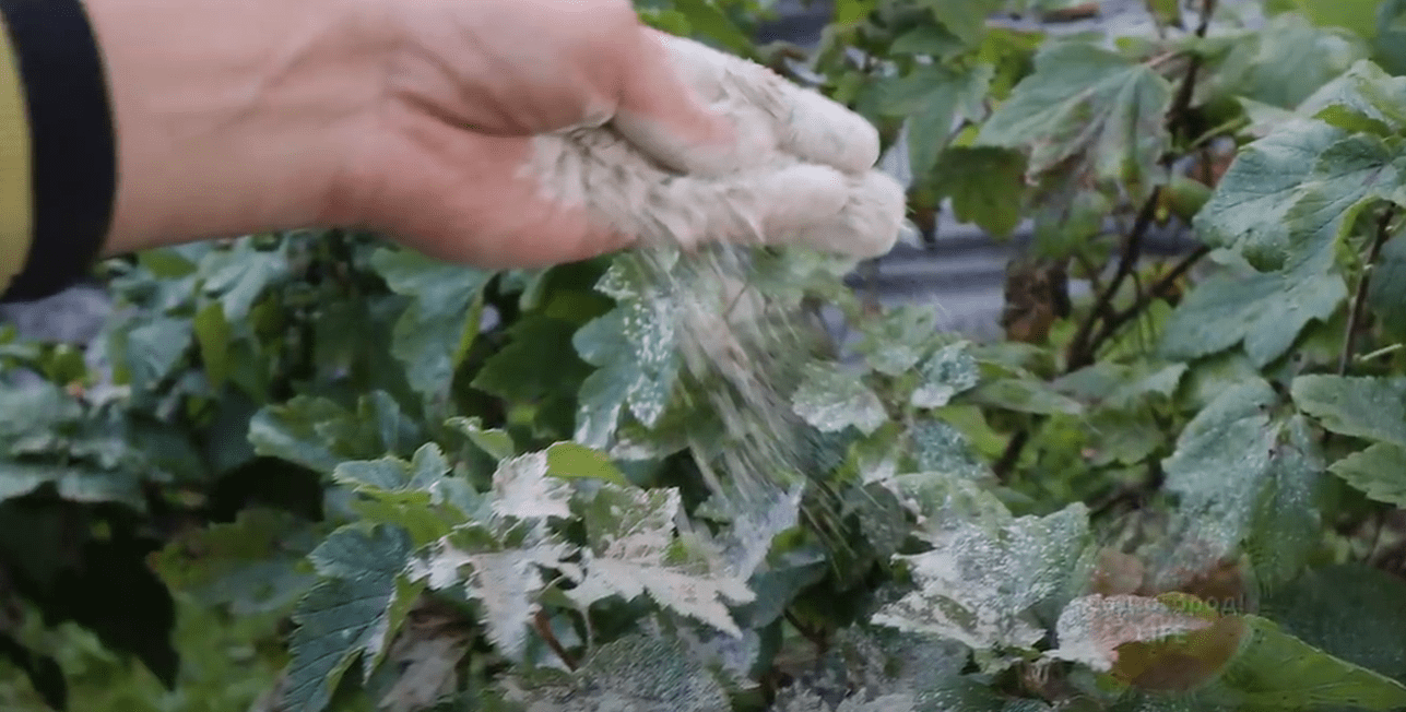 Городники розповіли, чим посипати сад та город восени від захворювань