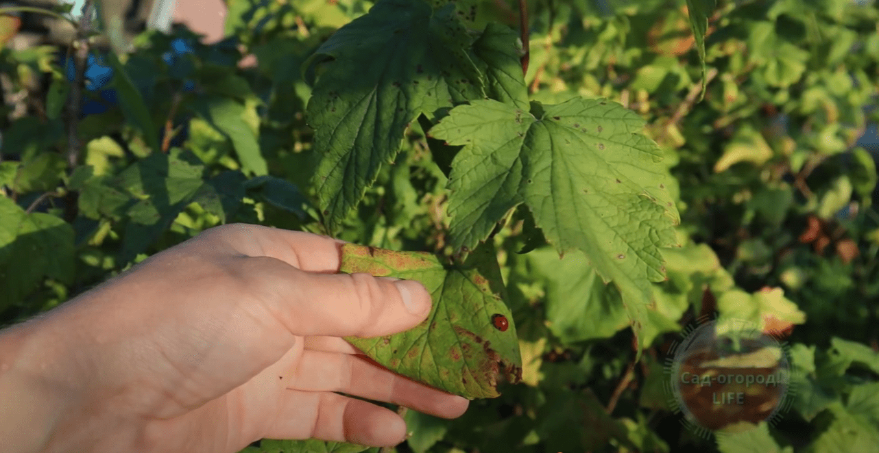 Городники розповіли, чим посипати сад та город восени від захворювань