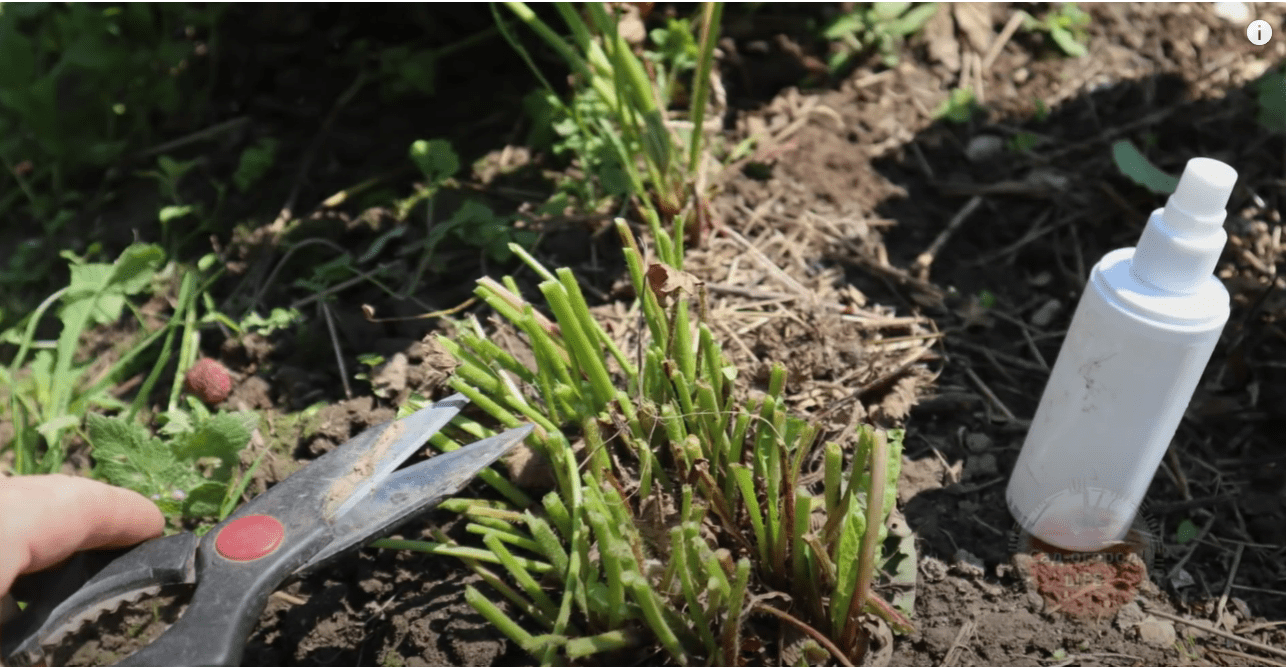 Городники розповіли, що потрібно встигнути зробити у серпні із полуницею