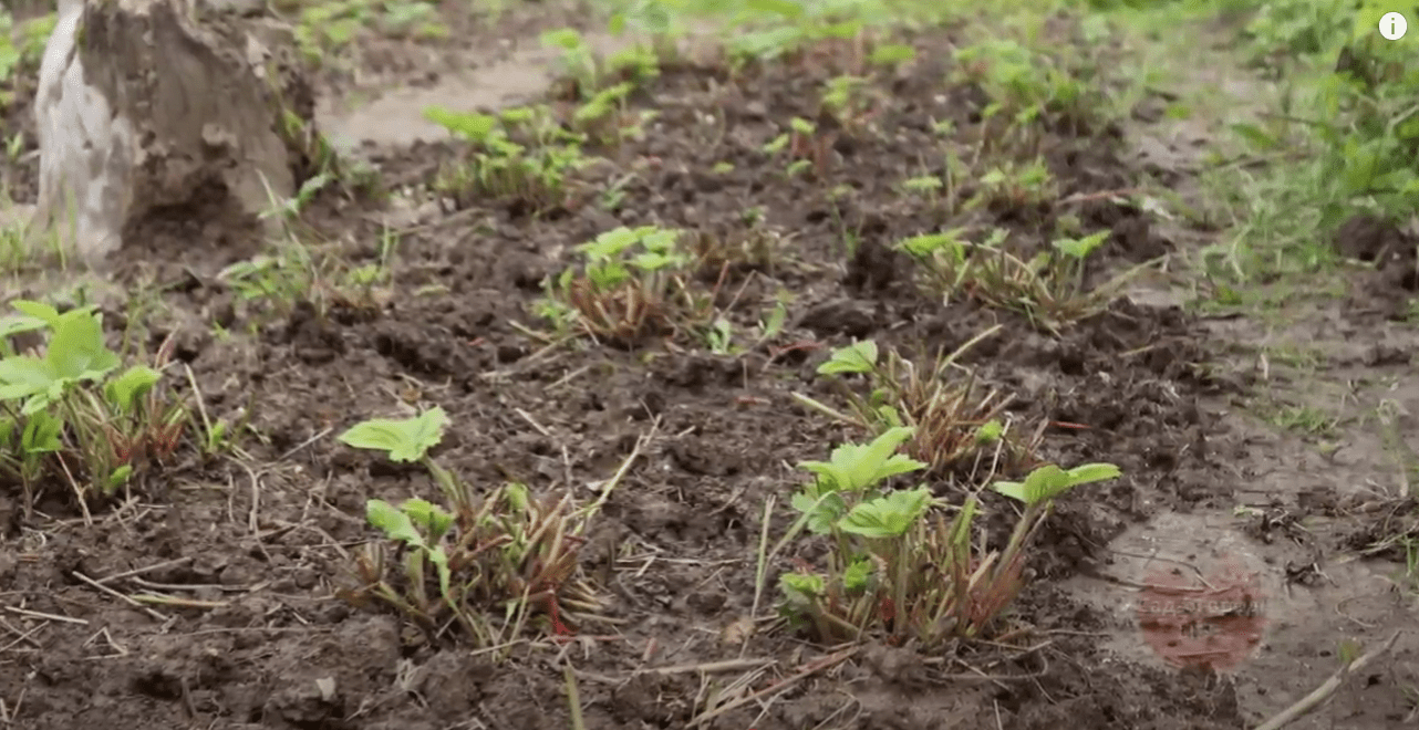 Городники розповіли, що потрібно встигнути зробити у серпні із полуницею