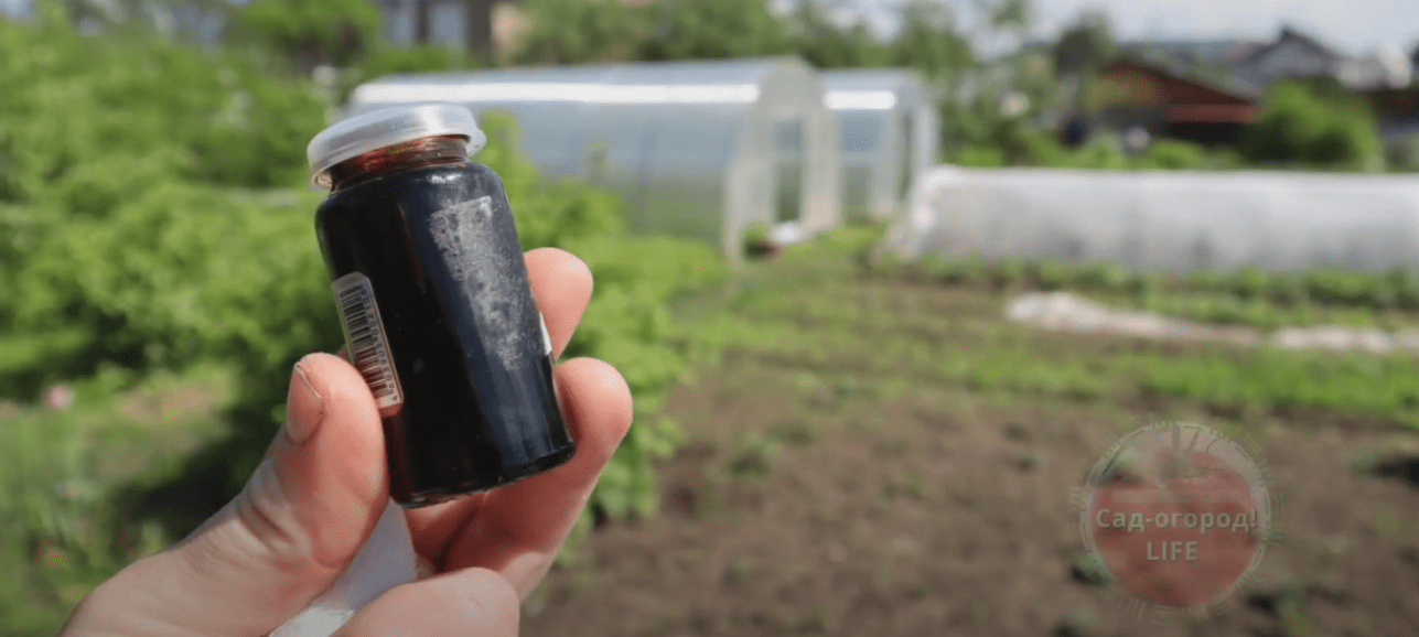 Городниця поділилася цікавим способом від шкідників на грядках і в саду