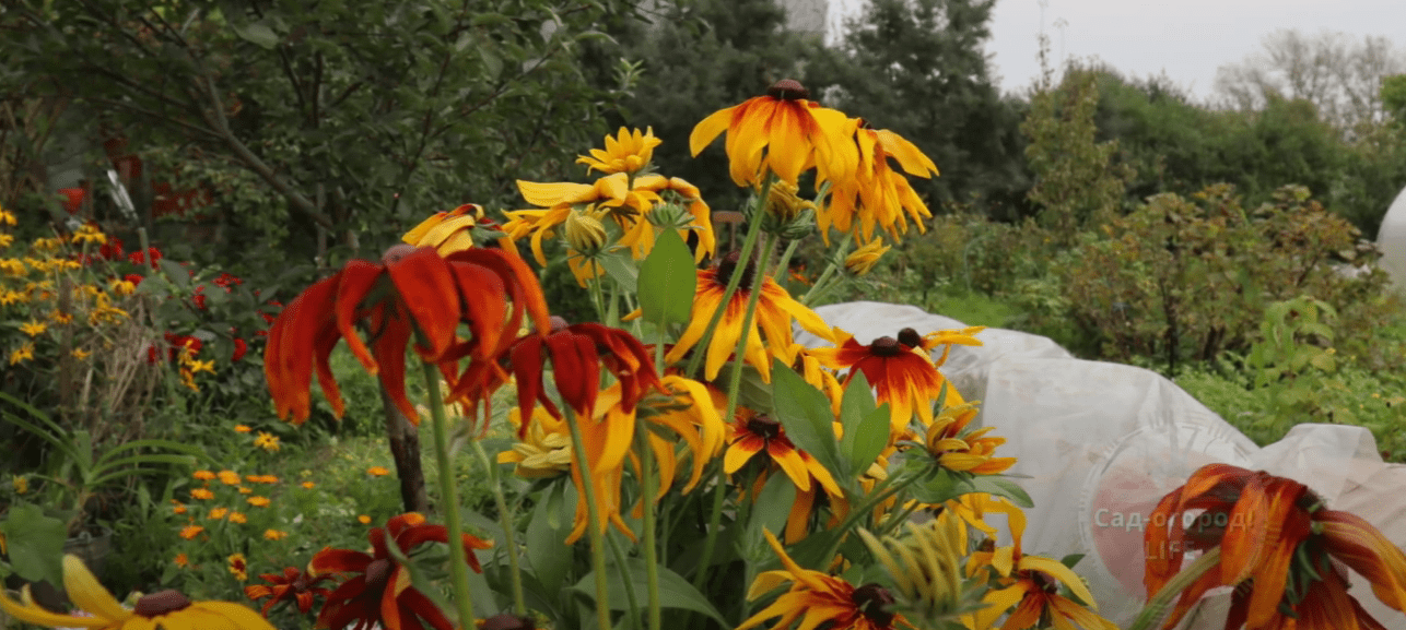 Городниця поділилася цікавим способом від шкідників на грядках і в саду