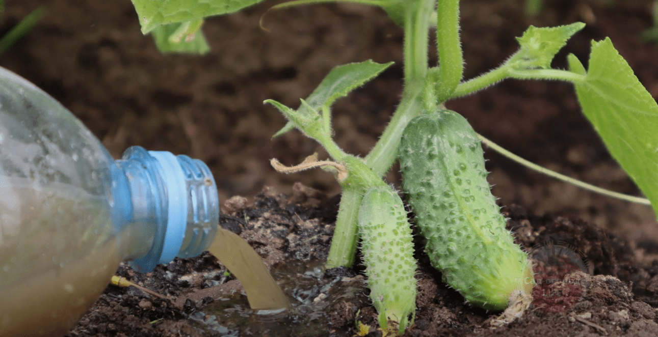 Городники розповіли, чим полити огірки у серпні, якщо пожовтіло листя