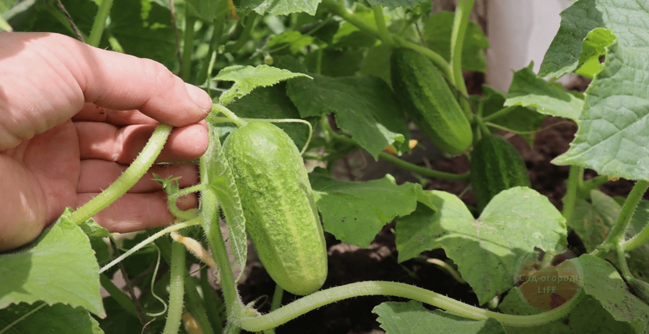 Городники розповіли, чим полити огірки у серпні, якщо пожовтіло листя