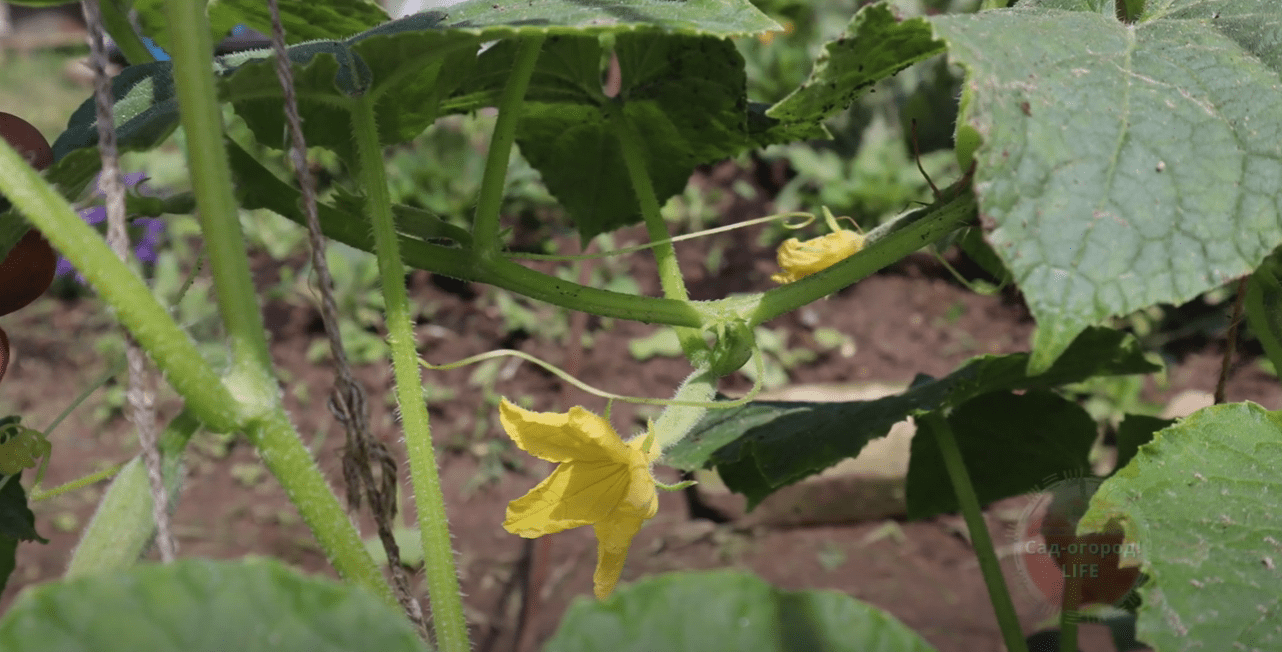 Городники розповіли, чим полити огірки у серпні, якщо пожовтіло листя