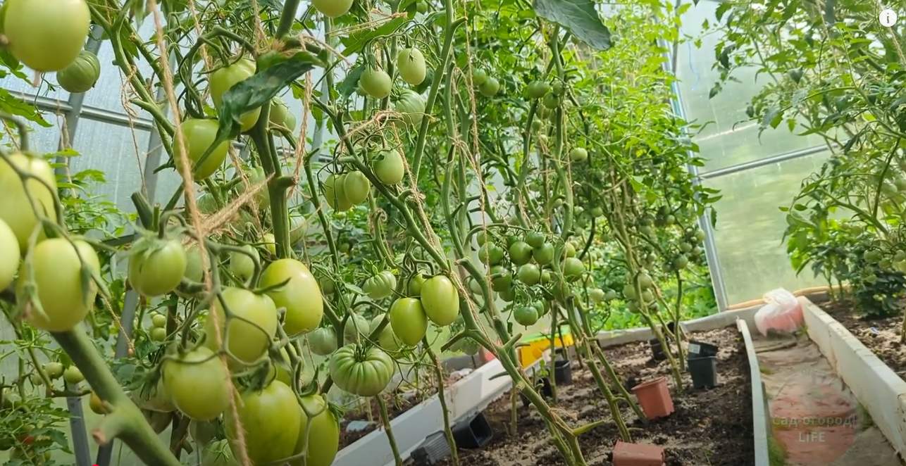 Городники назвали підживлення, яке сприяє швидкому дозріванню томатів