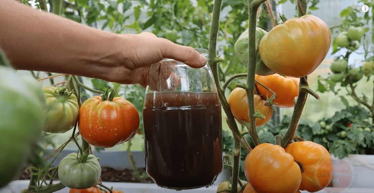 Городники назвали підживлення, яке сприяє швидкому дозріванню томатів