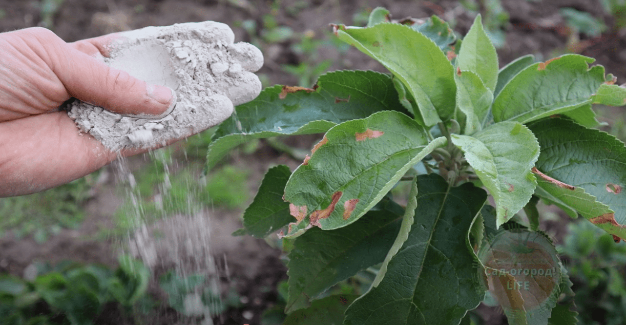 Городники назвали дати, коли потрібно підгодовувати молоді дерева у 2025 році